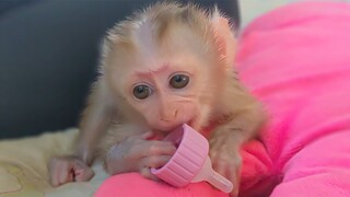 Milk Time! Smart Monkey Luca playing with the bottle nipple waiting for Mom to mix milk very manners