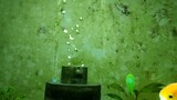 Goldfish tank feeding video