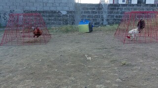 kanawayon vs gold