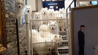 What's the experience of going to a Samoyed Dog Cafe?