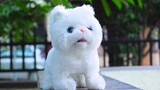 Fengfeng caught a cute electronic pet toy cat