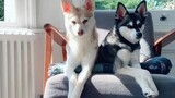 Ask us your questions in the comments! 👇🏽 LearnOnTikTok kleekai pets dogs alaskankleekai