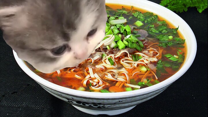 แมวกินก๋วยเตี๋ยวเนื้อ