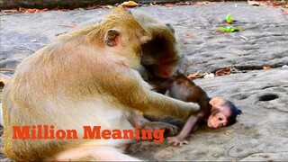 MILLION PITY!, BABY MONKEY WAS DRAGGED BY HER MUM AND BIG ONE MONKEY, PLEASE STOP DO LIKE THIS MUM