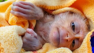 So Tired!! Tiny Luxy is so tired after bathed, Mom tries to comfort him & give the milk for healthy