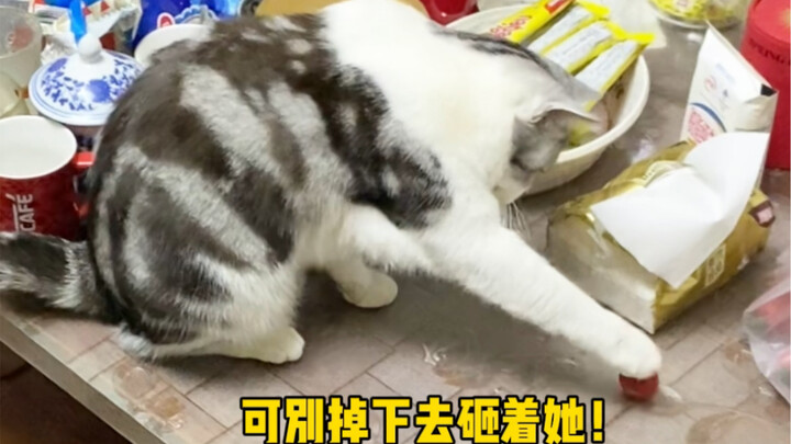 咱说这小猫也太暖了吧？！就是苦了另一只喵…