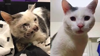 Rescue Blanquito - a kitten was a broken jaw, leg injury waiting for someone to save