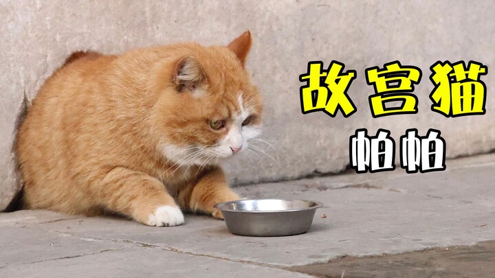 为什么故宫猫帕帕会这么胖？