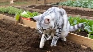 Cat grow fruits