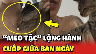 Cảnh báo nạn "MEO TẶC" cướp DÂY CHUYỀN giữa ban ngày 😂 | Yêu Lu