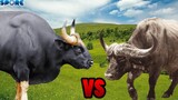 Gaur vs Cape Buffalo | SPORE