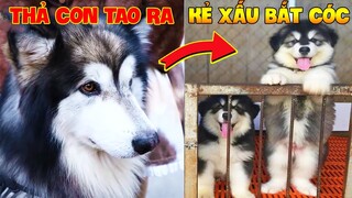 Thú Cưng Vlog | Gấu Alaska Bảo Bảo #1 | Chó Alaska thông minh vui nhộn | Smart dog alaska pets