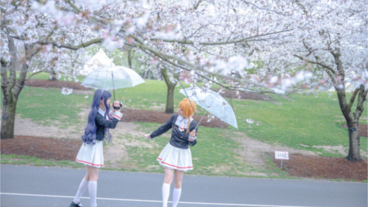 Tomoyo: แน่นอนเราต้องถ่ายรูปซากุระในช่วงฤดูดอกซากุระบาน!