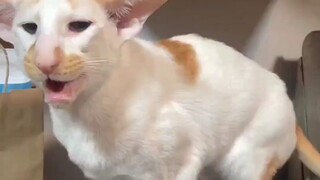 Goofy ahh cat