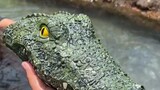 crocodile prank .. laughtrip 😂😂😂