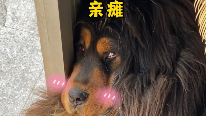 Mengapa Tibetan Mastiff seperti ini?