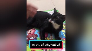 Nhóc nhỏ thích vui vẻ và cái kết mèo meow Nguyenhoanghaidang lovepet meocute catvideo catsoftiktok cat meonhocnho