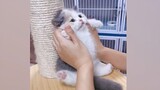 [Hewan] Anak kucing lucu yang datang!