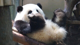 (น้องเหอฮวาหมีแพนด้า) ฮวาฮวามองขาอันเรียวยาวของตัวเองอย่างพอใจ