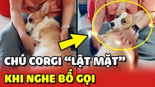 Chú chó Corgi "LẬT MẶT" nhanh hơn cả NGƯỜI YÊU CŨ 😂 | Yêu Lu