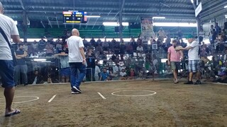 puti vs mayahin 1st fight 1-8-25 calauan laguna loss