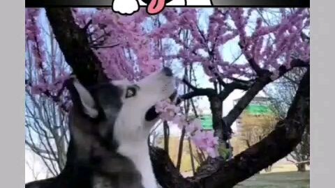 HUSKY + CHERRY BLOSSOM= PERFECT 🌼