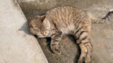 Binatang|Kucing yang Mencariku Bermain Tiap Tahun Kembali ke Desa