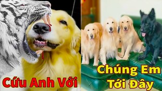 Thú Cưng TV | Trứng Vàng và Trứng Bạc #23 | Chó Golden Gâu Đần thông minh vui nhộn | Pets smart dog