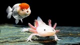 7 jenis hewan lucu untuk aquarium air tawar