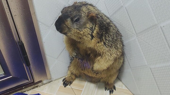 [Động vật] Tắm cho chú sóc marmot 7,5kg quá phiền phức!