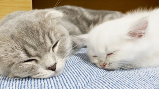 Miracle Kittens who fall asleep together on the 10th day after meeting (uncut)