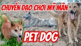 Chuyến dạo chơi thú vị cùng những  chú cún.Hmong dog.
