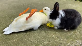 [Animals]Adorable pets play in a sunny day