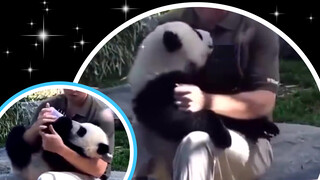 Viral di luar negeri! Papa menyuapi susu pada bayi panda, lucunya!