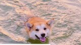 คุณอาจไม่เชื่อ แต่สุนัขพิการสองขาสามารถว่ายน้ำได้ดีกว่าฉัน!