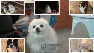 Mixed Nuts (SPY x FAMILY) but Dogs Sung It (Dogs Version Cover)