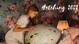 #HATCHING #movie #trailer #horror  HATCHING Official Trailer (2022)
