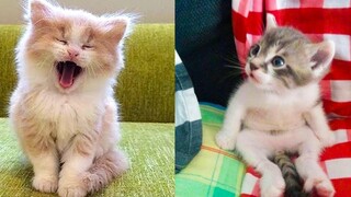 Baby Cats - รวมวิดีโอแมวน่ารักและตลก #25 | Aww สัตว์