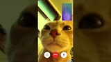 a video call conversation between woozi, dokyeom (dk) and disco cat 🍚⚔🐱