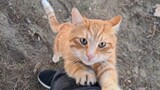 Kucing|Kucing Oranye yang Suka Dipeluk