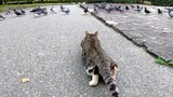 [Cats] Stray Cats Obsessed With Pigeons