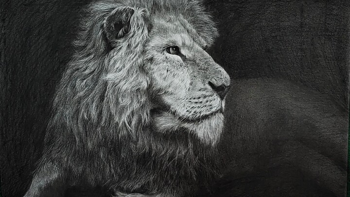 Drawing - Lion King at Crimea Zoo