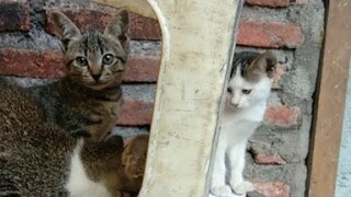 [LIVE] nemu Anak Kucing Pagi Hari
