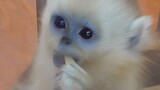 Chú khỉ đẹp nhất ăn táo đầy duyên dáng