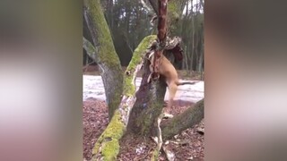 Parkour😂 funny funnyvideo dog pet PetsOfTikTok 😂