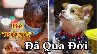 Chú Chó Của Ông Chú Câm Điếc Bán Vé Số Đã Qua Đời Khiến CĐM Bật Khóc | Duy Còi Vlog