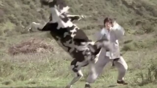 Cow Vs Man