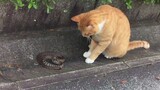 猫星人：小蛇不要怕，我只是想和你交个朋友而已