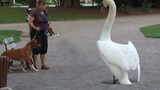 Swan: Tôi đánh chó và không bao giờ nhìn mặt chủ