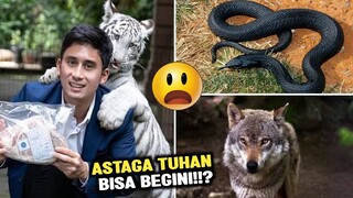 UJI NYAWA DIMULUT PREDATOR! 7 Hewan Buas Yang Ternyata Bisa Akrab dan Dipelihara